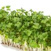 Sulforaphane, Taiyodo Pharmaceutical 30-Day Supply