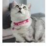 Cat Collar, Cat Collar with Bell, Flexible Material, Adjustable Length, Black