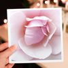 3dRose Greeting Cards - Powder Puff Pink - 6 Pack - Flowers