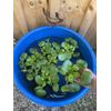 (4) Water Hyacinth Koi Pond Floating Plants Rid Algae LARGE Jumbo 5-7”