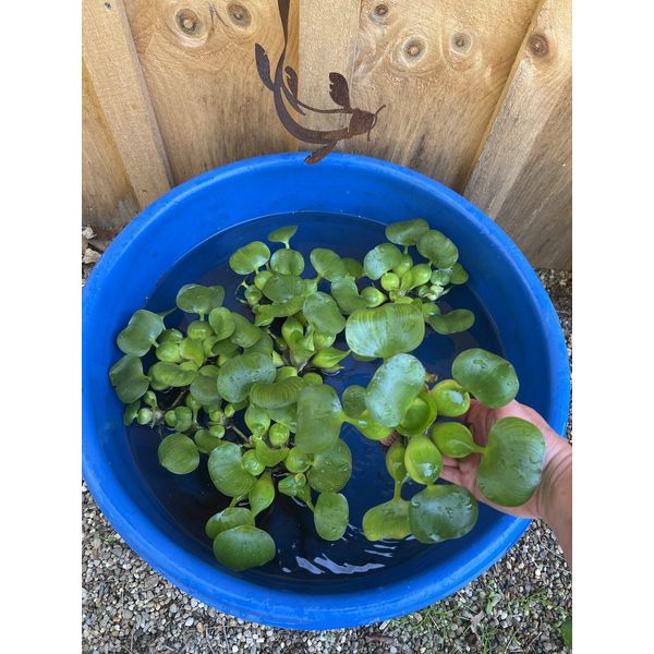 (4) Water Hyacinth Koi Pond Floating Plants Rid Algae LARGE Jumbo 5-7”