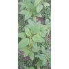 USA 6000+  Organic Amaranth Seeds Red Stripe Leaf