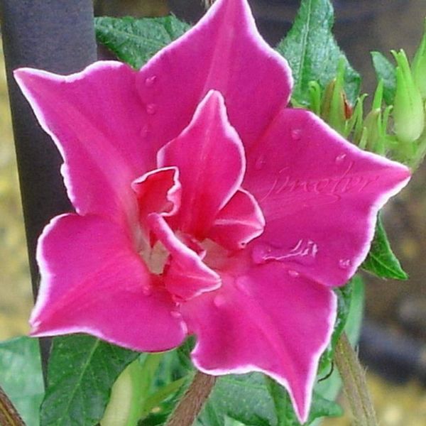 Outsidepride 50 Seeds Annual Ipomoea Nil Morning Glory Red Picotee Climbing Vine Flower Seeds for Planting