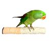 Polly's Cuttlebone & Calcium Perch - Large