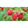 Raspberry Ketones Lean 1200mg with Resveratrol, Acai, Green Tea Extracts - 2 Bot