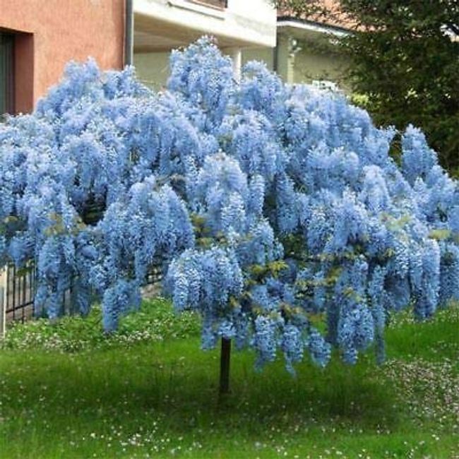 Stunning Live 1 Potted Chinese Blue Weeping Wisteria Tree Fresh Plant