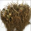 Eversweet Everbearing 10 Live Strawberry Plants, NON GMO,