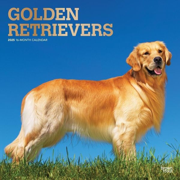 Golden Retrievers | 2025 12x24" Monthly Square Wall Calendar | Plastic-Free