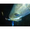 ECLIPSE Balor 90 Minnow, Lure, Blue-Pink Sardine #081