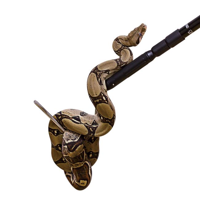 Reptile Hook, Snake Hook, And Durable Telescoping Snake Handling