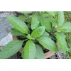 Longevity Spinach 10 starter plants