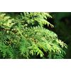 Christian Torchu Liquid Soap Forêts Liquid Soap Foret
