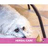 Holistic Natural Derived Calming Pet Essential Oil Blend for Anxiety & Diffuser