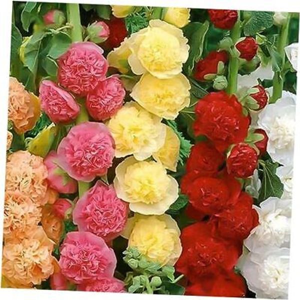 350+ Hollyhock Seeds Carnival Mix Giant Mallow Double Hollyhock Flowers Seed