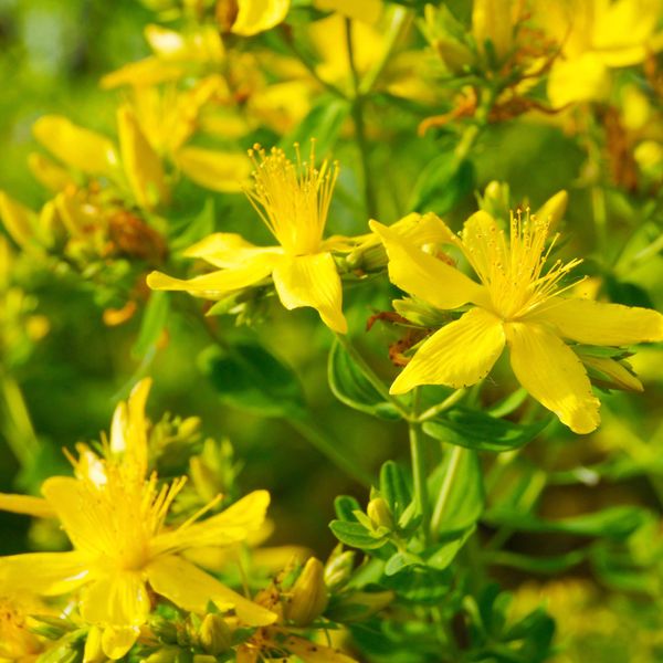 Outsidepride 2000 Seeds Perennial Hypericum Perforatum St. John's Wort Yellow Flower Seeds for Planting