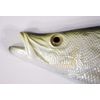 Replica Snook Ocean Coastal Fly Fishing Wall Decor