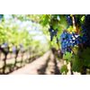 Antioxidant Elixir: RESVERATROL COMPLEX 1B 60 Caps - Holistic Blend