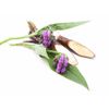 Symphytum Comfrey Stem Cell Peptide ~Skin Cell Renewal Solution