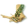 Tongkat Root Tincture/Extract, Energy, Highest Quality Very Potent 2 oz.
