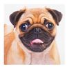 Hallmark Blank Card Pug - Medium