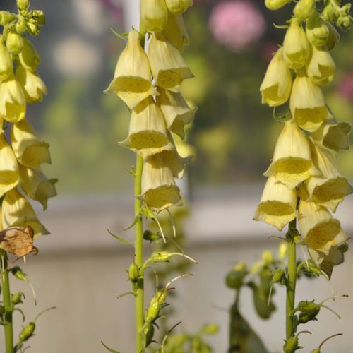 Outsidepride 2000 Seeds Perennial Digitalis Foxglove Yellow Flower Seeds for Planting