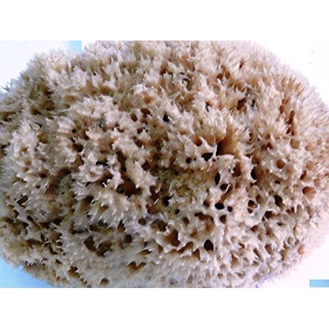 Natural Sea Sponge GREEK KALYMNOS king of sponges ALL SIZES-COLOURS