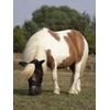 Busse everline Fliegenmaske FLY PROTECTOR, schwarz, Vollblut