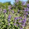 Catnip  - 250 Seeds - Culinary & Medicinal Herb - Non GMO