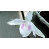 dendrobium anosmum var semi alba Vietnamese Phu Tho’
