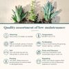 10 Pack Assorted Mini Succulent Plants Perfect Wedding Favors Home Decor