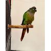 Polly's Hardwood Bird Perch, X-Small