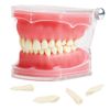 Dental Standard Demonstration Teeth Model 28 Removable Teeth Study Gel Material Soft Teaching Dental Mode