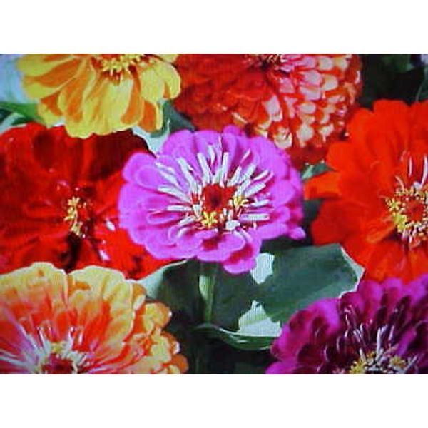 250 SEED  CALIFORNIA ZINNA ZINNIA FLOWER SEEDS MULIT-COLORS OLD FASHION FAVORITE