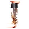 BicBugs Wet Specimen Hogna carolinensis Wolf Spider Arizona