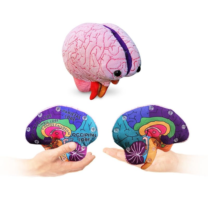 GIANTmicrobes Brain Model, Human Brain Anatomy Model, Brain Model for ...