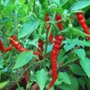 Capsicum Extract 0.3 fl oz (10 ml)