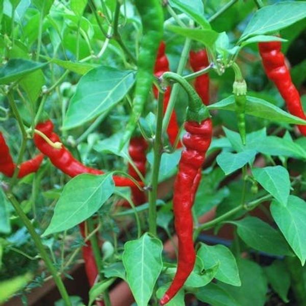 Capsicum Extract 0.3 fl oz (10 ml)