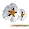 Crysalis Cistus (Cistus) Oil - 1.01 Fl Oz (30ml)