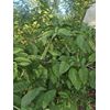 Polk Root