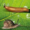 Pestshield Slug And Snail Killer Pellets 300 gm