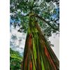 Eucalyptus deglupta | Rainbow-Eucaly