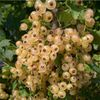 Primus White Currant Starter Plant