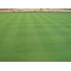 007 Creeping Bentgrass Seed 80,000 seeds