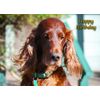 Irish Red Setter Birthday Card