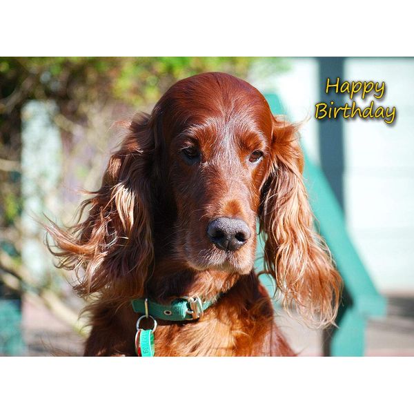 Irish Red Setter Birthday Card
