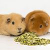 Farriers Guinea Pig Mite Shampoo & Conditioner (375ml)