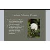 Ledum Palustre Cream 1 pack