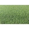 007 Creeping Bentgrass Seed 80,000 seeds