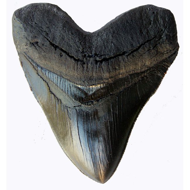 Prehistoric Planet Store 5.5 Inch Megalodon (Carcharodon megalodon) tooth, Black with Serrations (Replica) #126
