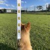 'Treasure Map' Dog Lead/Leash (DL00022649)